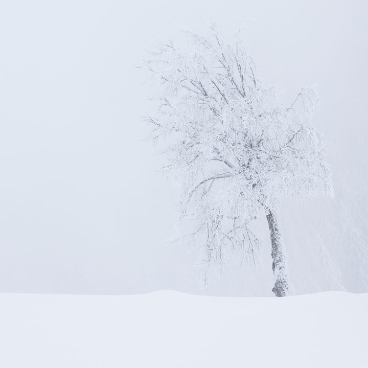 Lonely Tree Winter Minimalist - Dan Dragos