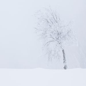 Lonely Tree Winter Minimalist