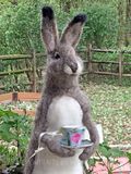 Bunny Tea Party