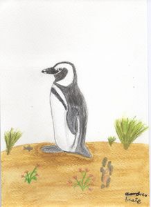 Humboldt penguin waiting onshore