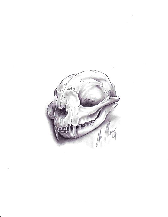 Cat skull - Studio Hansen