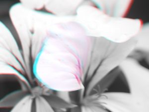 3D Anaglyph Pansy