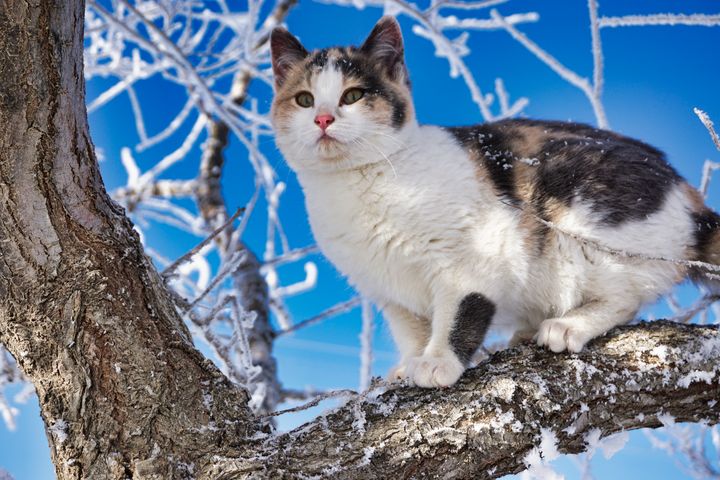 Cats in the Sky & Llamas at the Beac