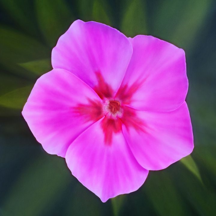 Pretty Pink Marlene Llanes Paintings & Prints, Flowers, Plants