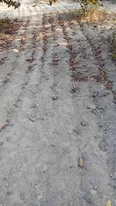 Trail