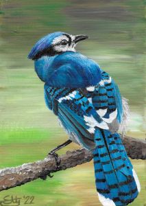 Blue Jay  Bird drawings, Eagle painting, Watercolor bird