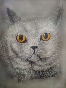 Buy Russian Blue Cat Purebred Cats Cats Kittens Animals