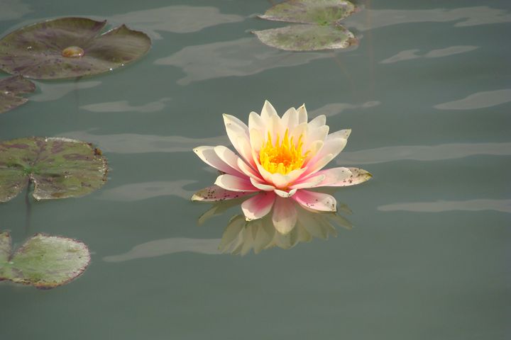 water lilly - Rhoegue Gallery