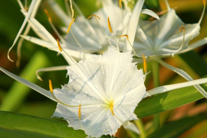 White Spider Lily - Jose Rodriguez Art & Photography