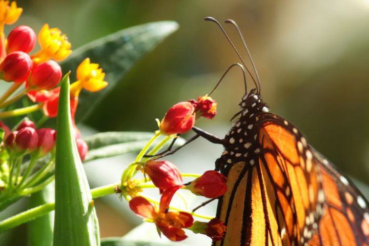 Monarch Butterfly - Jose Rodriguez Art & Photography