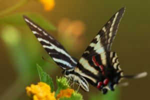 Zebra Swalowtail Buterfly