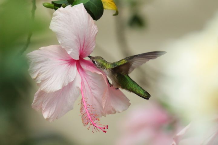 Hummingbird and Pink Hibiscus - Jose Rodriguez Art & Photography