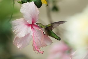 Hummingbird and Pink Hibiscus