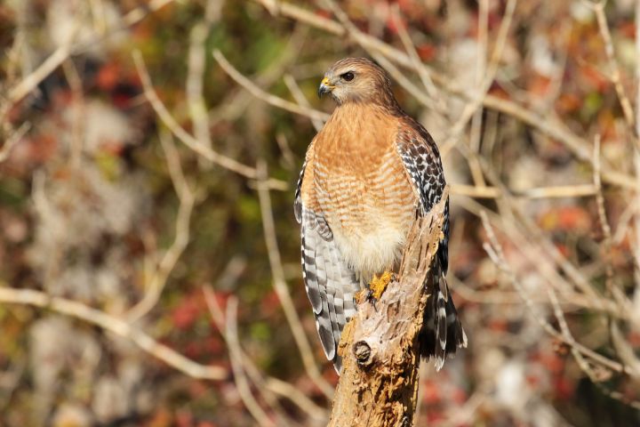 Red-shouldered Hawk - Jose Rodriguez Art & Photography
