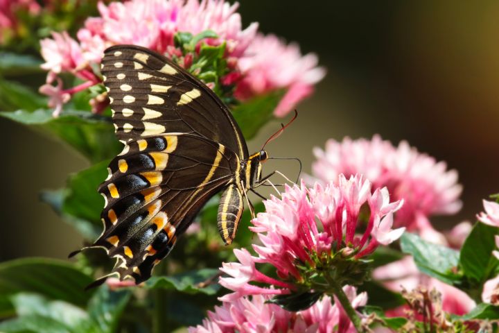 Palamedes Swallowtail Butterfly - Jose Rodriguez Art & Photography