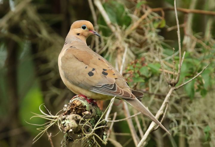 Mourning Dove in the Garden - Jose Rodriguez Art & Photography