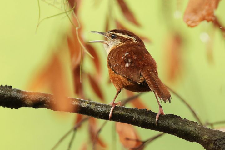 Carolina Wren - Jose Rodriguez Art & Photography