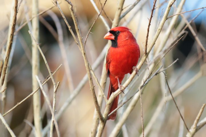 Cardinal in the Crepe Myrtle - Jose Rodriguez Art & Photography