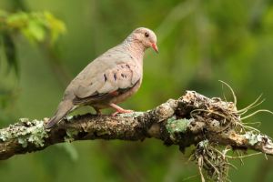 Common Ground Dove