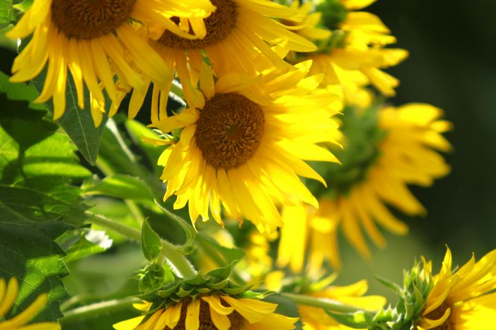 Sun in the Garden - Jose Rodriguez Art & Photography