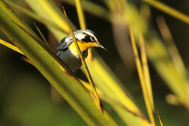 Yellow-throated Warbler - Jose Rodriguez Art & Photography