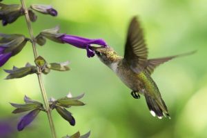 Hummingbird and Lavander Salvia