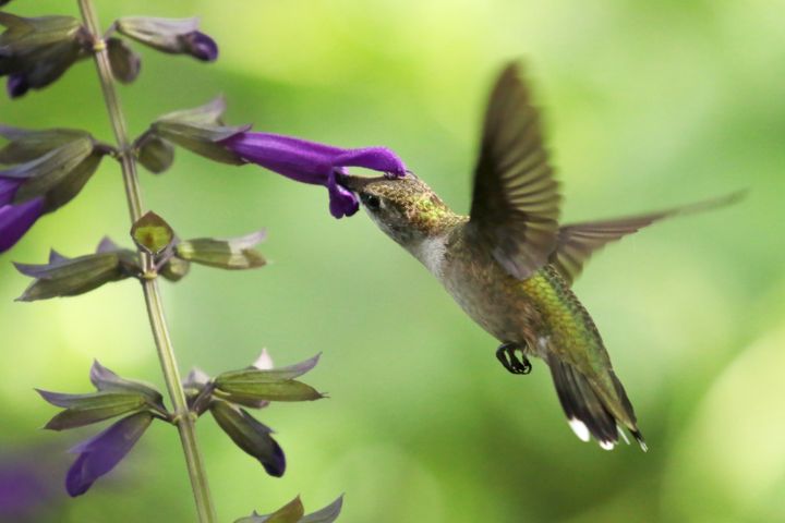 Hummingbird and Lavander Salvia - Jose Rodriguez Art & Photography