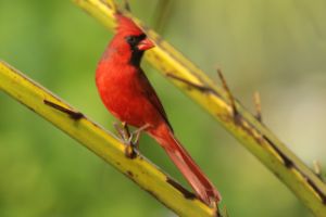Red Cardinal in Garden