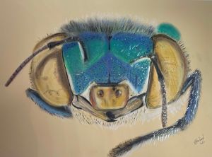 Fly can see you