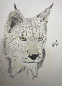 Lynx