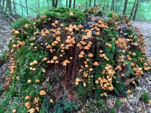 Mushroom City