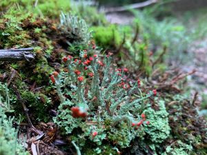Lichen Fruiting Bodies 1