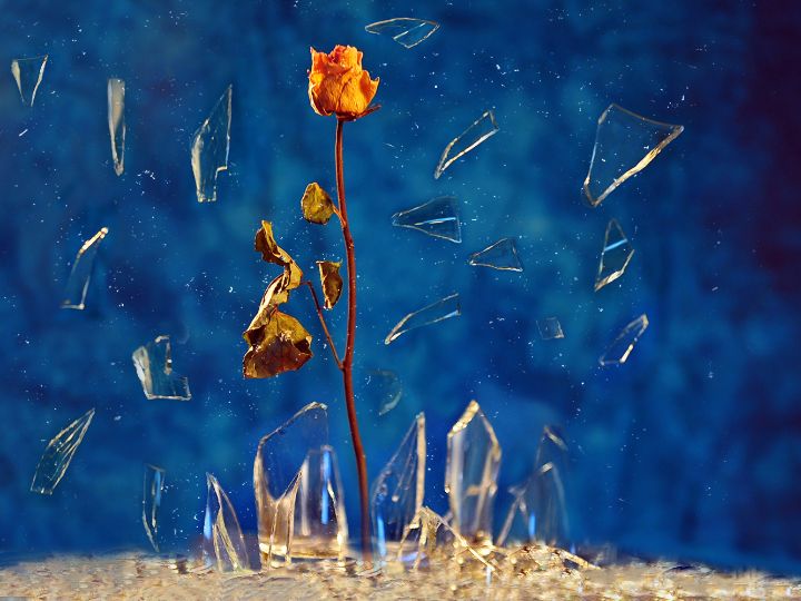 shattered glass rose