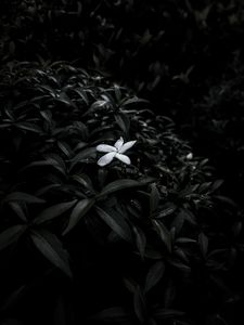 White Flower in the Dark