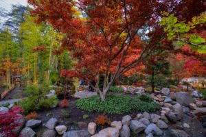 Ashland's Japanese Garden - Tony Kay Photography