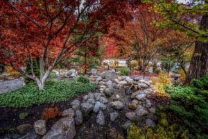 Ashland's Japanese Garden - Tony Kay Photography