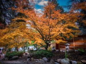 Ashland's Japanese Gardens - Tony Kay Photography
