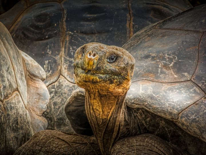 Galapagos Giant Tortoise - Tony Kay Photography