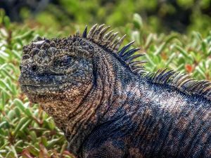 Galapagos Iguana - Tony Kay Photography