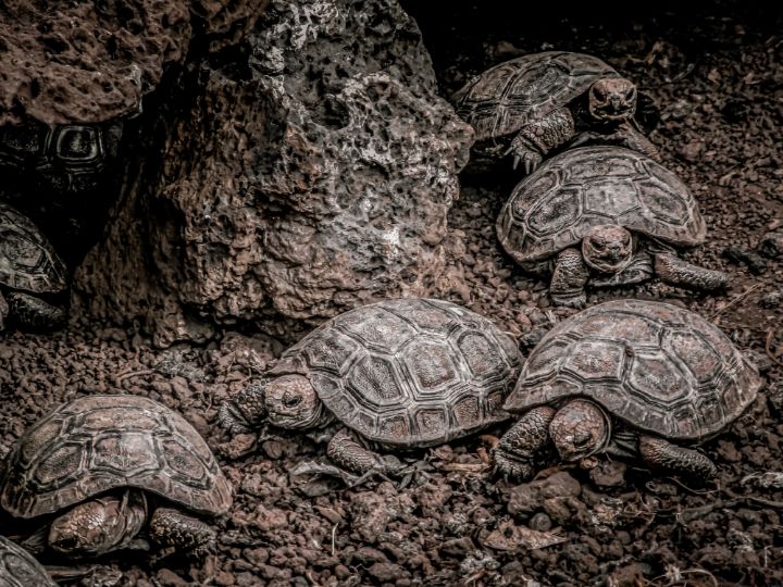 Baby Galapagos Giant Tortoises - Tony Kay Photography