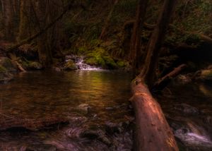 Limpy Botanical Trail - Tony Kay Photography