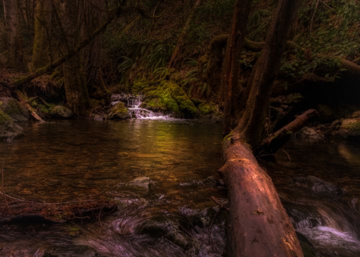 Limpy Creek Botanical Trail - Tony Kay Photography