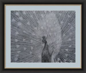 White Peacock