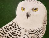 owls