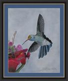 Humming bird drawing