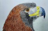 Eagles