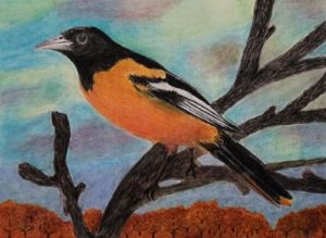 Baltimore Oriole