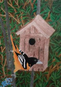 Baltimore Oriole