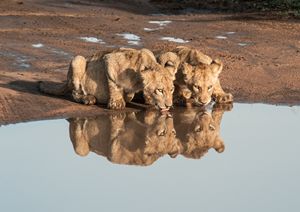 Thirsty Cubs
