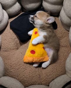 Pizza dream